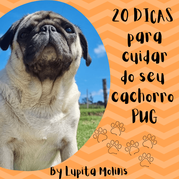 20 DICAS para cuidar do seu cachorro PUG