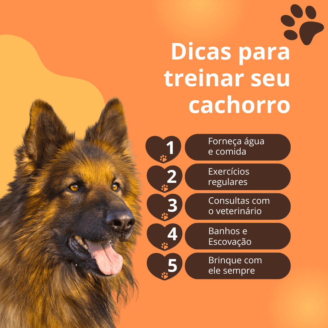 Treine seu dog
