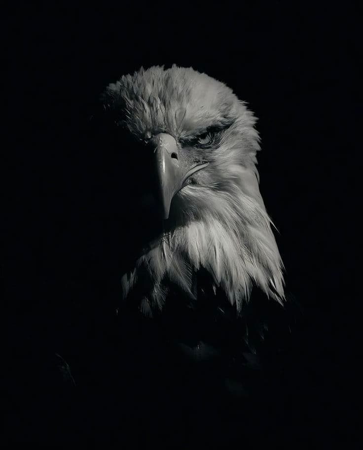 Mentoria Eagle