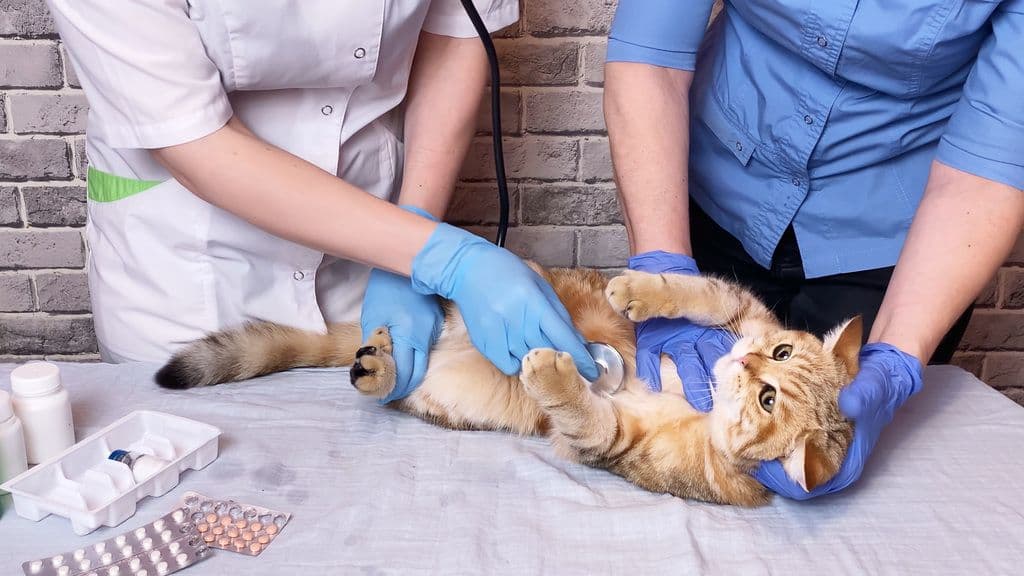 Auxiliar de Veterinário e Pet Shop Básico