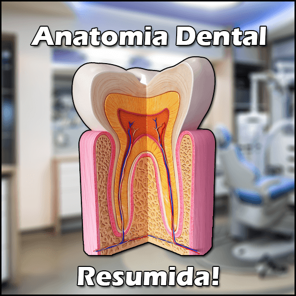 Anatomia Dental Resumida