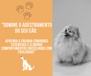 COMO ADESTRAR SEU PET PARA INICIANTES