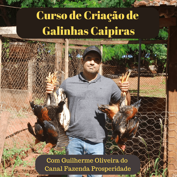 Curso de Criação de Galinhas Caipiras