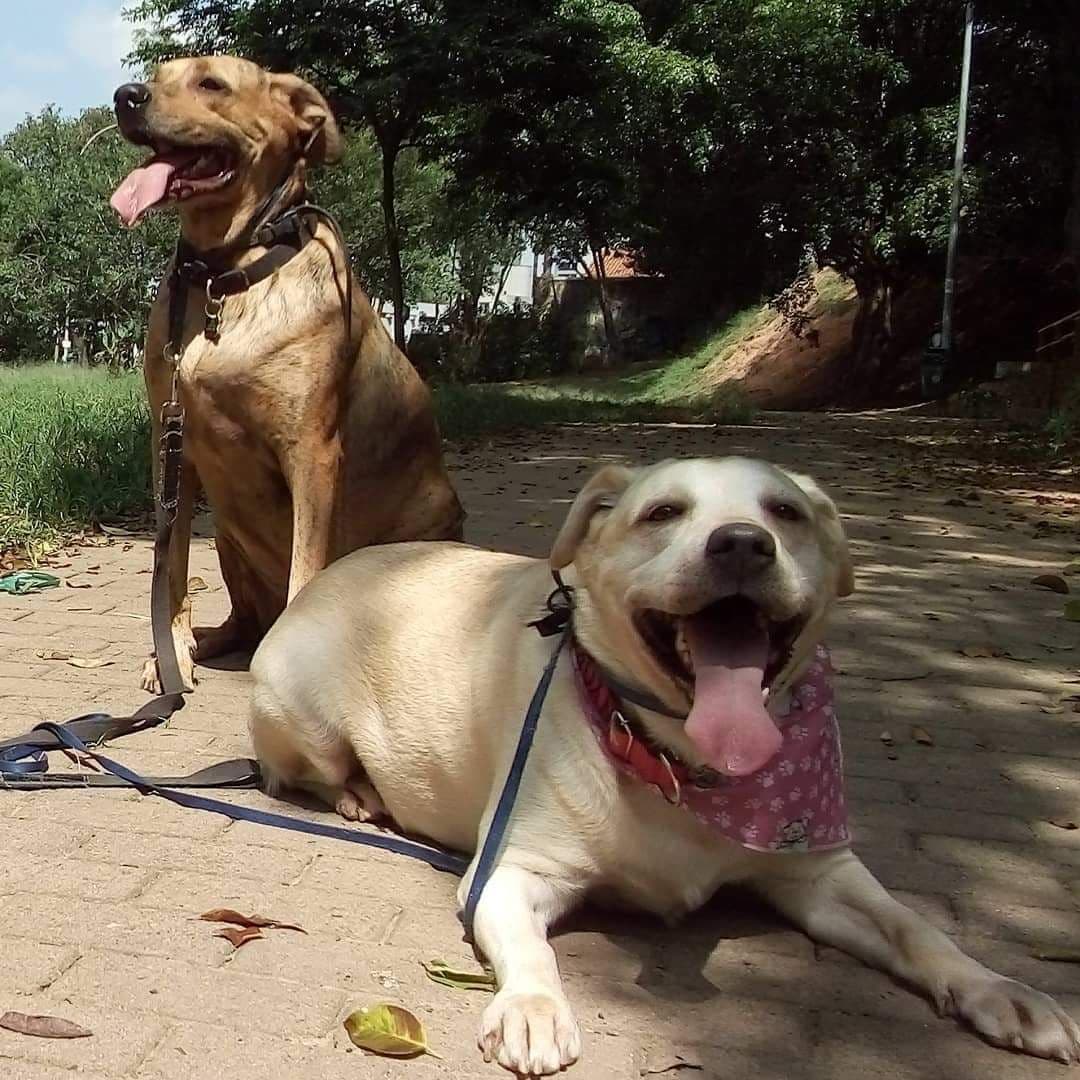 Curso de Dog Walker Profissional